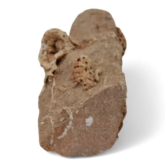 Devonian Coral Fossil Rock Rugose & Tabulate Corals In Limestone 2 Lb 1 Oz - Picture 4 of 5